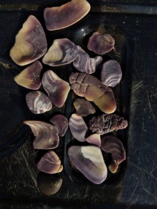 Clam Shell Fragments