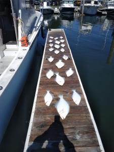 7 Man Limit Summer Flounde Catch